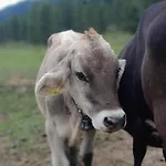 Rauterhof הרמגור