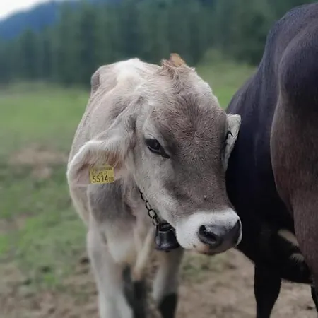 Rauterhof Hermagor-Pressegger See