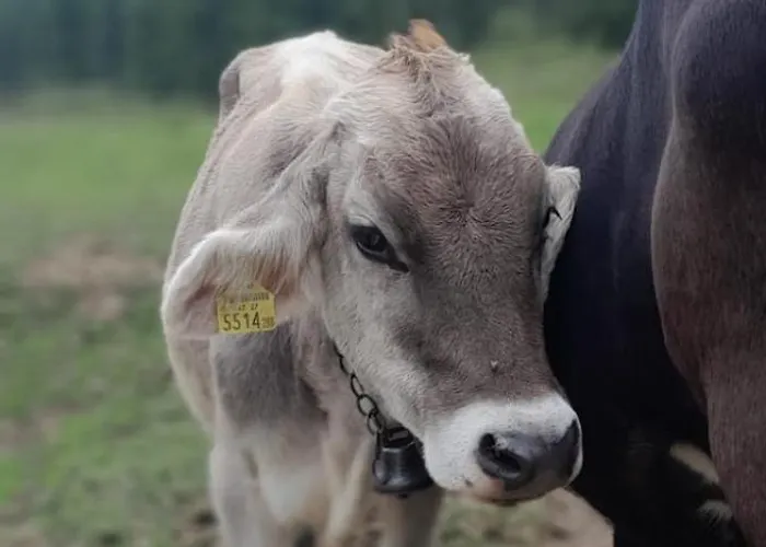 Rauterhof Hermagor-Pressegger See